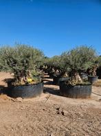 PALMBOMEN, OLIJFBOMEN & ANDERE MEDITERRANE BOMEN EN PLANTEN, In pot, Halfschaduw, Ophalen of Verzenden, 100 tot 250 cm