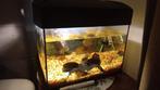 Aquarium, Ophalen of Verzenden, Gevuld zoetwateraquarium