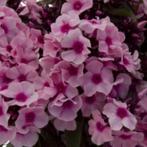 phlox paniculata roze vlambloem, vaste plant, bodembedekker, Tuin en Terras, Ophalen, Bodembedekkers, Vaste plant, Halfschaduw