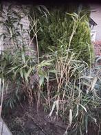 Grote bamboe plant. Nog 2.(Gratis bieslook plantje erbij)😀, Ophalen