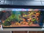 Diverse aquariumspullen, Ophalen, Plant(en), Steen of Hout