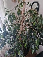Ficus plant, Huis en Inrichting, Kamerplanten, Ophalen, Ficus, Halfschaduw, In pot