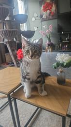 Mufasa halve maincoon, Dieren en Toebehoren, Katten en Kittens | Raskatten | Korthaar, Kater, Ontwormd, 0 tot 2 jaar