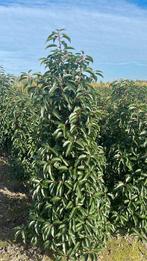 Portugese Laurier - Prunus lusitanica 'Angustifolia' 80-100, Bloeit niet, Halfschaduw, 100 tot 250 cm, Overige soorten