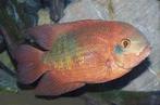 Zuid Amerikaanse Cichliden: Hypselecara temporalis Oyapock, Vis, Zoetwatervis