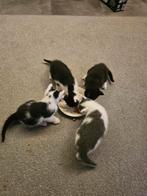 Kittens Ter adoptie