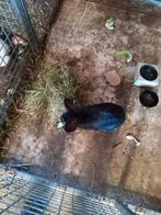 Konijn, Dieren en Toebehoren, Konijnen, Vrouwelijk