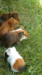 Jonge cavia 's / caviaatjes te koop, Dieren en Toebehoren, Knaagdieren, Cavia, December, Meerdere dieren, Tam