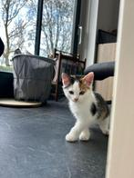 Lieve aanhankelijk boerderij kittens (nog een lapje over), Dieren en Toebehoren, Katten en Kittens | Overige Katten, Poes