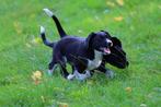 friese stabij pups / labrador pups, 8 weken oud kruising, 8 tot 15 weken, Labrador retriever, Meerdere, Meerdere dieren