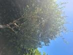 Te koop mooie olijfboom hoog 240cm, Tuin en Terras, Planten | Bomen, Ophalen, Volle zon, Olijfboom, 100 tot 250 cm