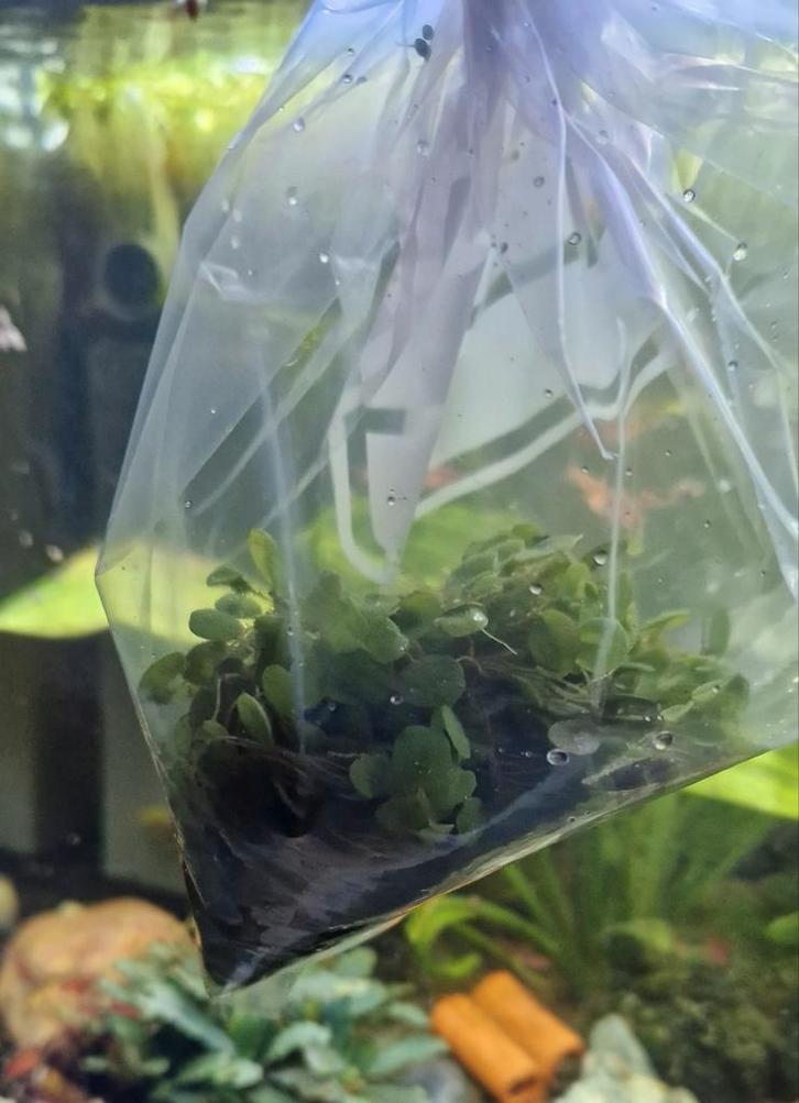 Salvinia Minima, Vlotvaren, Drijfplant, Dieren en Toebehoren, Vissen | Aquaria en Toebehoren, Nieuw, Plant(en), Steen of Hout