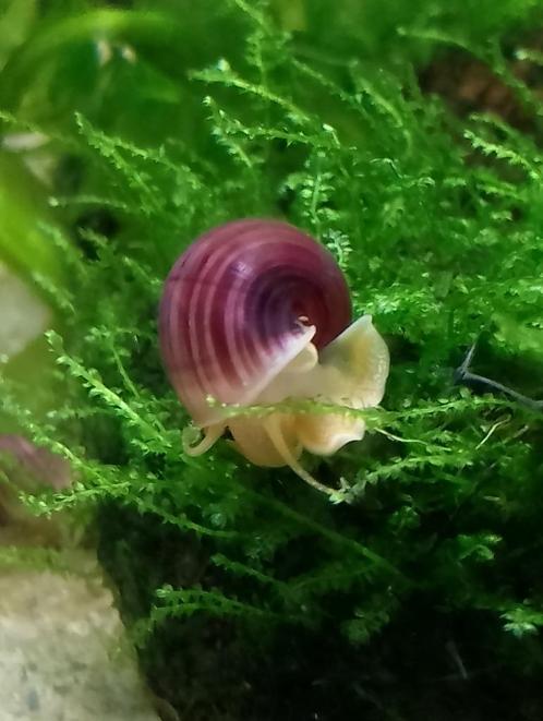 Jonge roze (magenta) appelslakken, Dieren en Toebehoren, Vissen | Aquariumvissen, Zoetwatervis, Slak of Weekdier