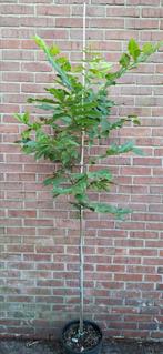 Carya illinoinensis, pekan of pecannoot, Ophalen, Volle zon, Overige soorten
