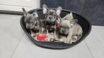 Franse Bulldog Pups, CDV (hondenziekte), 8 tot 15 weken, Bulldog, Meerdere