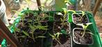 Tomatenplanten, Tuin en Terras, Planten | Tuinplanten, Zomer, Ophalen