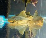 L200 green phantom pleco, Dieren en Toebehoren, Zoetwatervis, Vis