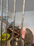 Parkieten met spoed een huisje gezocht, Meerdere dieren, Parkiet, Tam