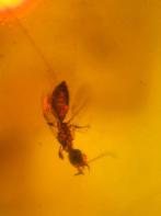 Groot stuk Birmees Amber (N1) met insluiting van Hymenoptera, Verzenden, Fossiel