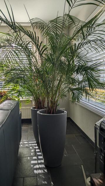 Te koop goudpalmen Areca  beschikbaar voor biedingen