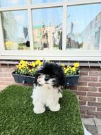 Te koop mooie speelse boomerpups, Overige rassen, CDV (hondenziekte), 8 tot 15 weken, Meerdere