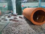Frontosa Black Widow Tanganyika Cichliden, Dieren en Toebehoren, Vissen | Aquariumvissen, Vis, Zoetwatervis