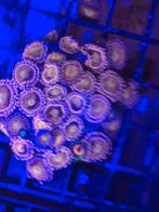 Zoas en gorgoon, Dieren en Toebehoren, Overige typen, Zoutwatervis