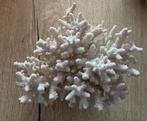 Buitengewoon mooi bloemkoolkoraal (Pocillopora meandrina, Verzenden