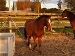 Jaarling New Forest pony, Dieren en Toebehoren, Pony's, 0 tot 2 jaar, Hengst, Onbeleerd, D pony (1.37m tot 1.48m)