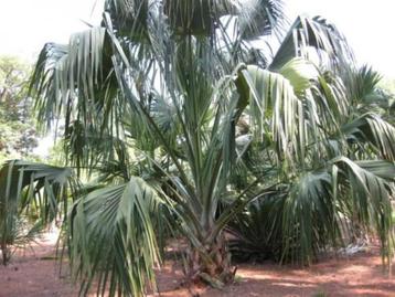 Sabal domingensis 10 x palmboom zaden beschikbaar voor biedingen