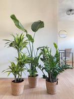 3 for 120-Lemon lime & Strelitzia & Zamioculcas, In pot, Minder dan 100 cm, Groene kamerplant, Halfschaduw