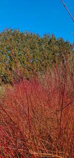 Cornus  cv  lage  rode  type  25 euro stuk, Tuin en Terras, Planten | Bomen, Ophalen, Volle zon, Overige soorten, Minder dan 100 cm