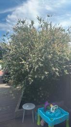 Salix boom!, Tuin en Terras, Planten | Bomen, Ophalen, Volle zon, Overige soorten