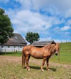 Brave 10 jarige merrie, Dieren en Toebehoren, Paarden, Merrie, Minder dan 160 cm, Recreatiepaard, 7 tot 10 jaar