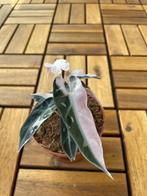 Alocasia bambino pink, Overige soorten, In pot, Minder dan 100 cm, Groene kamerplant