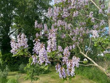 Paulownia Tomentosa, Anna Paulownaboom beschikbaar voor biedingen