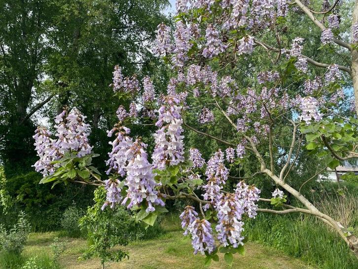 Paulownia Tomentosa, Anna Paulownaboom, Tuin en Terras, Planten | Bomen, Overige soorten, Minder dan 100 cm, Volle zon, Ophalen of Verzenden