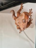 1.0 Correlophus Ciliatus (Red Portholes) | Wimpergekko man, Dieren en Toebehoren, Hagedis, Tam, 0 tot 2 jaar