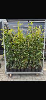 Klimop 70 stuks, Hedera Hibernico, maat 150-175 cm, Tuin en Terras, Planten | Tuinplanten, Ophalen, Vaste plant, Bloeit niet, Halfschaduw