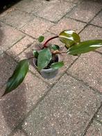 Philodendron pink princess #1, Huis en Inrichting, Kamerplanten, Ophalen of Verzenden, Overige soorten, Minder dan 100 cm