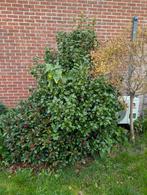 Camellia struik, Vaste plant, Halfschaduw, Winter, Ophalen