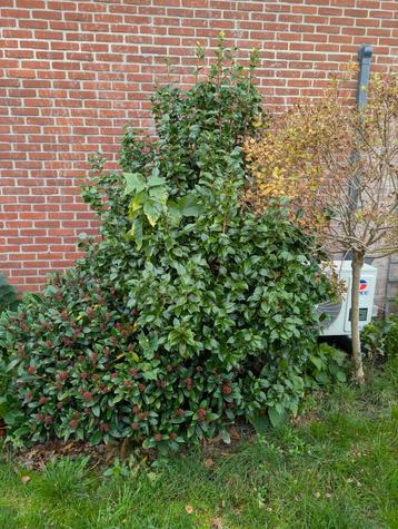Camellia struik  beschikbaar voor biedingen