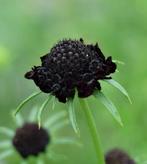 Duifkruid zwart - Scabiosa atropurpurea Black Night, Tuin en Terras, Ophalen of Verzenden, Volle zon
