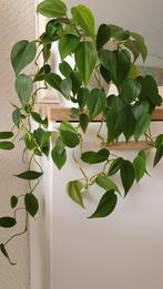 Philodendron hederaceum plant, Huis en Inrichting, Kamerplanten, Ophalen, Halfschaduw, Minder dan 100 cm