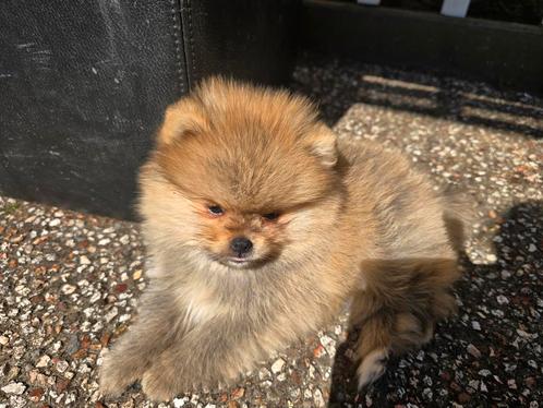 Pomeriaan pups teefje en reu, Dieren en Toebehoren, Honden | Poolhonden, Keeshonden en Oertypen, Meerdere dieren, Keeshond, Particulier