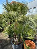 Palmen olijfbomen mediterrane planten en bomen (Koningsdag), Tuin en Terras, Olijfboom, Zomer, Volle zon, Ophalen of Verzenden