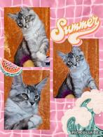 Maine coon kittens- onze Paloma zoekt beste huisje, Dieren en Toebehoren, Katten en Kittens | Raskatten | Langhaar, Meerdere dieren