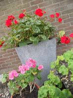 10 grote geraniums roze en rood, Volle zon, Vaste plant, Zomer, Ophalen