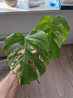 Monstera Deliciosa Albo Variegata kopstek, Ophalen of Verzenden, Overige soorten, Minder dan 100 cm