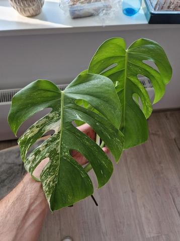 Monstera Deliciosa Albo Variegata kopstek beschikbaar voor biedingen